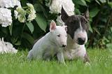 BULL TERRIER MINIATURE 157